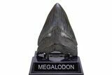 Serrated, Fossil Megalodon Tooth - South Carolina #306306-2